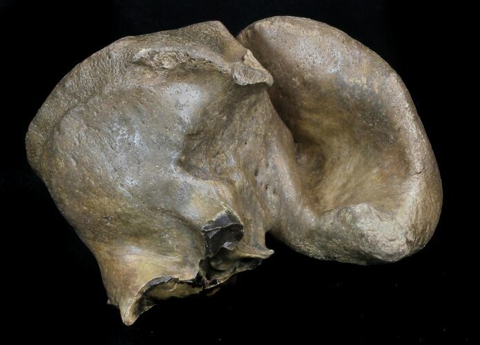 Fossil Manatee (Trichechus) Ear Bone - Florida #33302